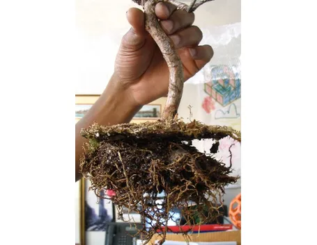 corsobonsai