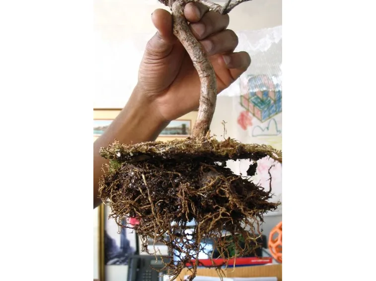 corsobonsai