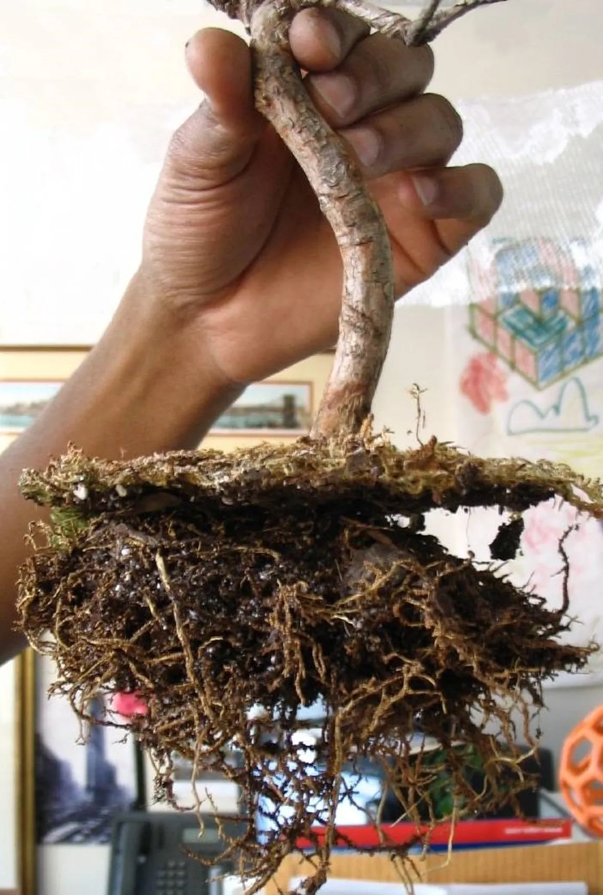 corsobonsai