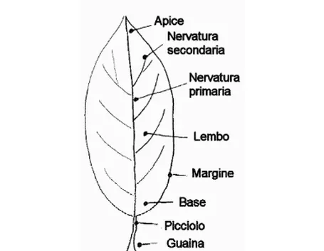 parti della foglia