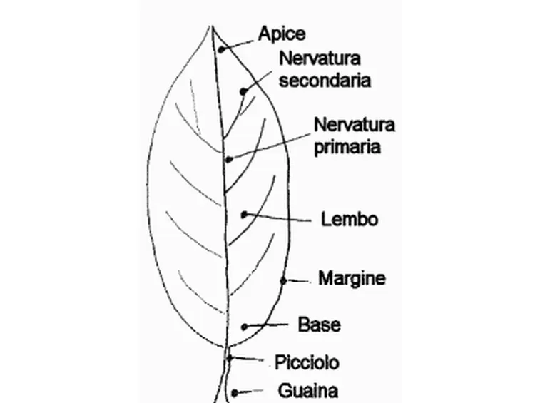 parti della foglia