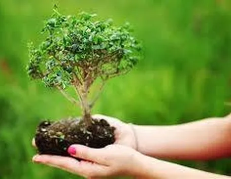 coltivarebonsai
