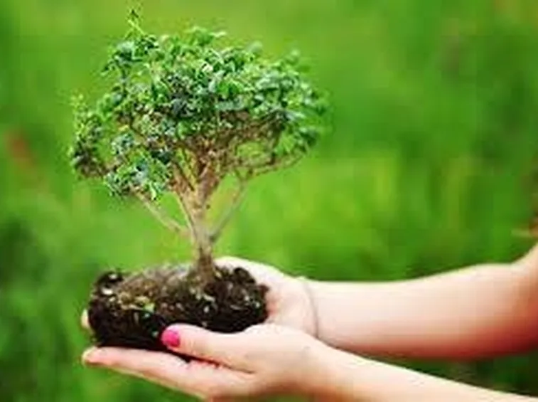 coltivarebonsai