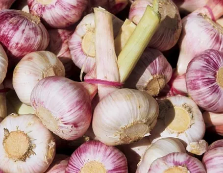 aglio di vessalico