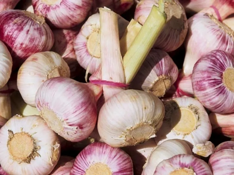 aglio di vessalico