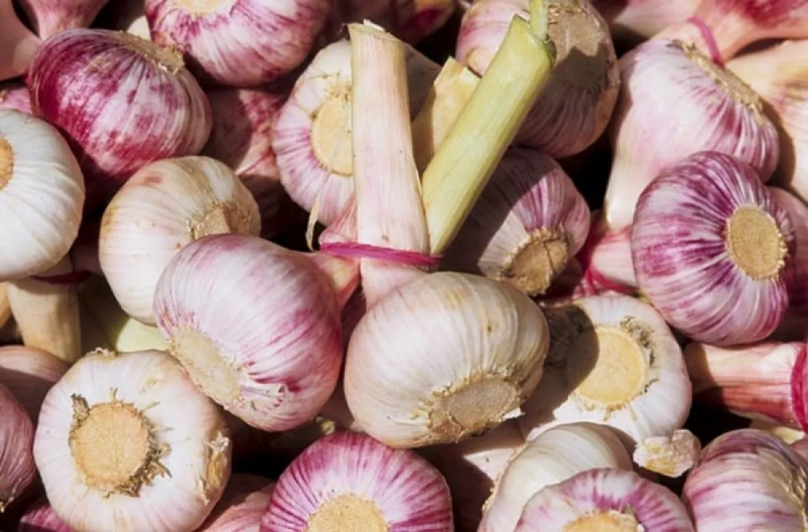 aglio di vessalico