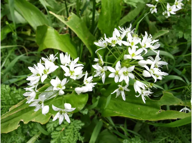 aglio orsino