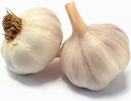 coltivare aglio