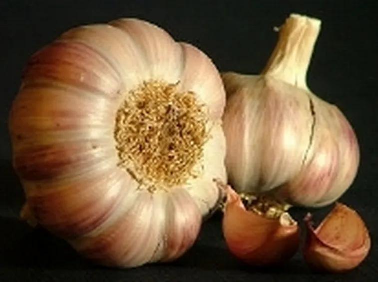 coltivare aglio2