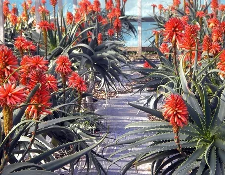 aloe arborescens coltivazione