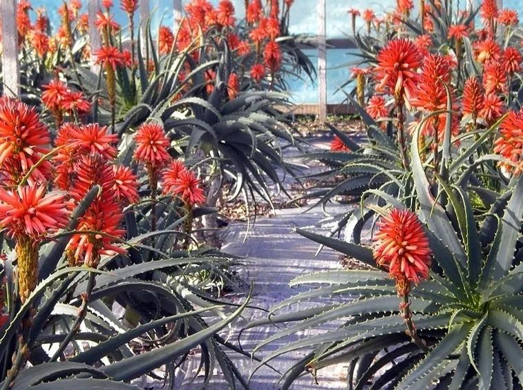 aloe arborescens coltivazione