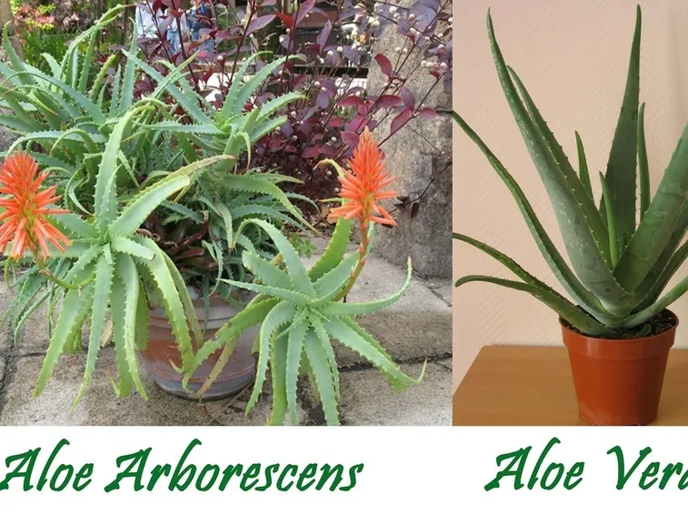 aloe arborescens in vaso