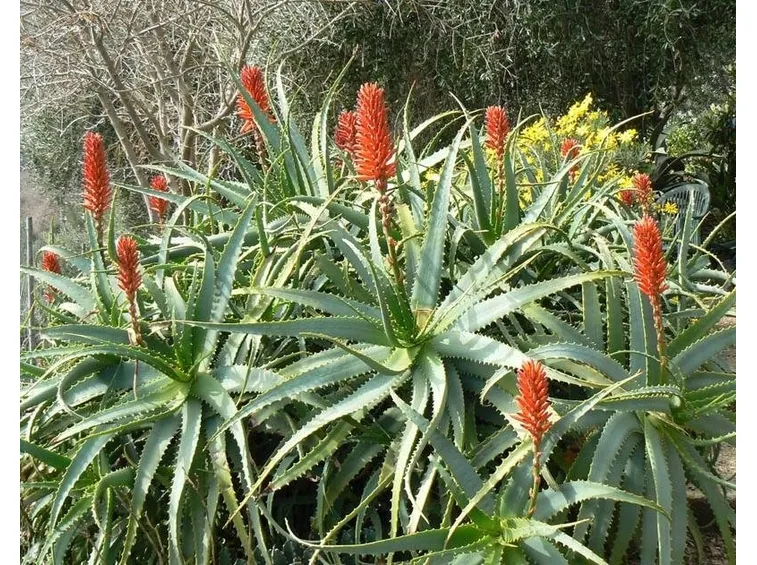 coltivazione aloe arborescens