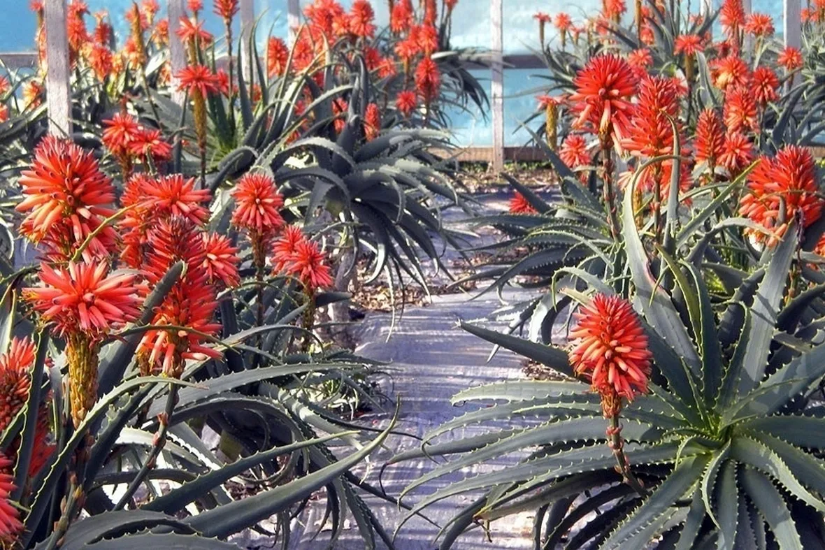 aloe arborescens coltivazione