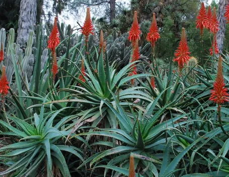 aloe arborescens