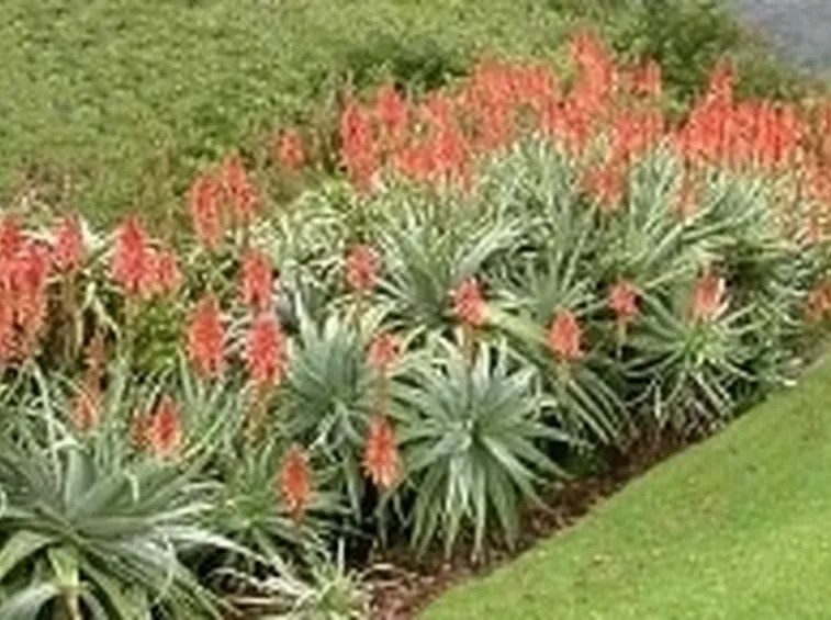 aloe arborescens 1