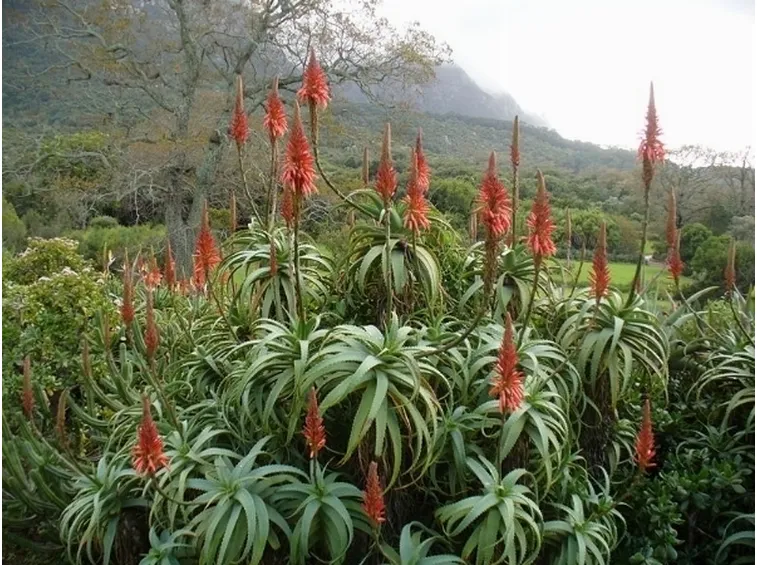 aloe arborescens 2
