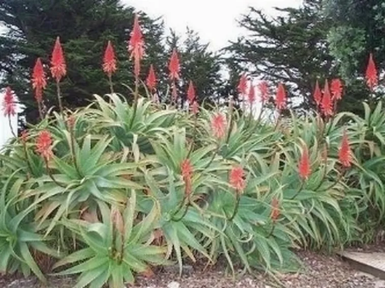 aloe arborescens 3