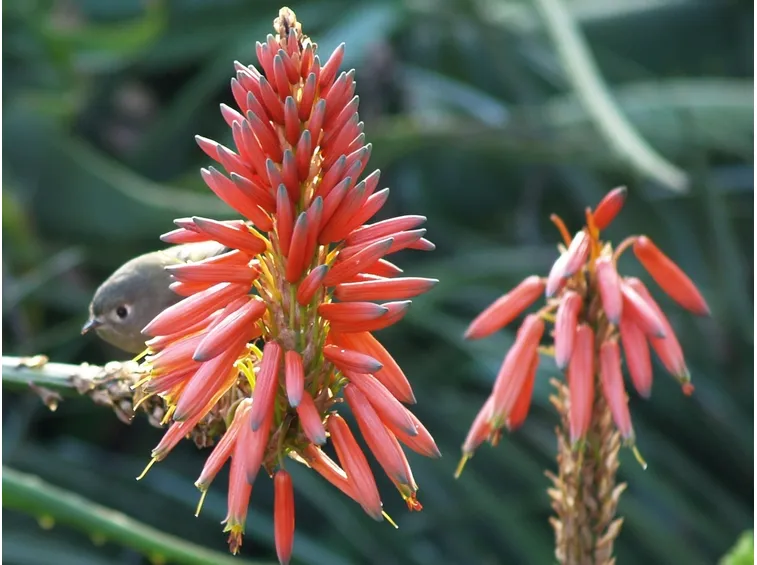 fiore aloe arborescens