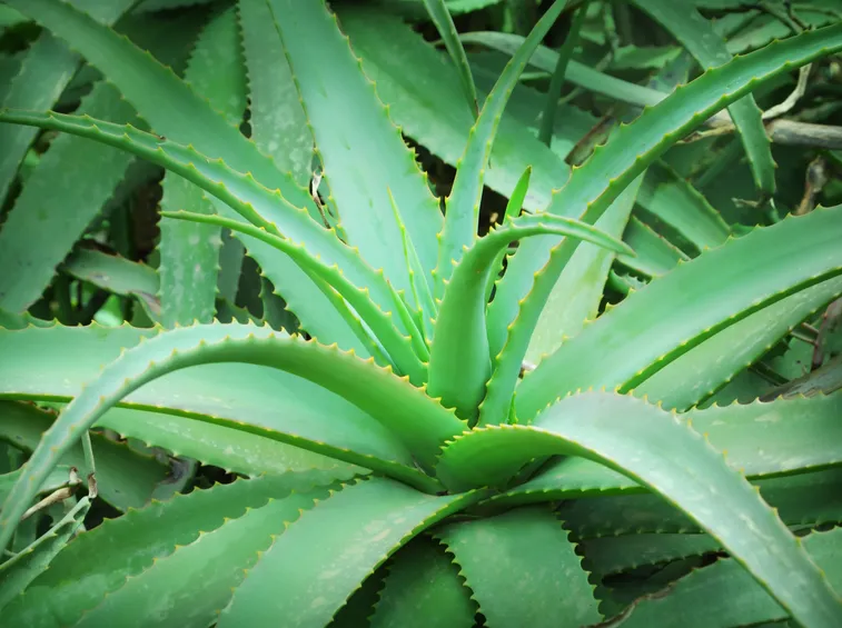 Aloe vera