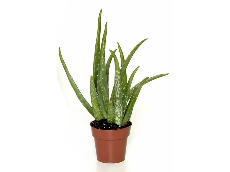 Aloe in vaso