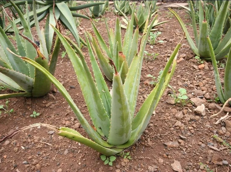 Aloe in natura