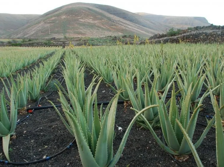Piantagione di aloe