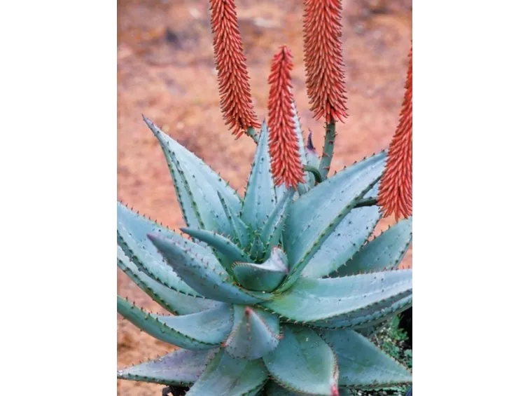 Aloe ferox