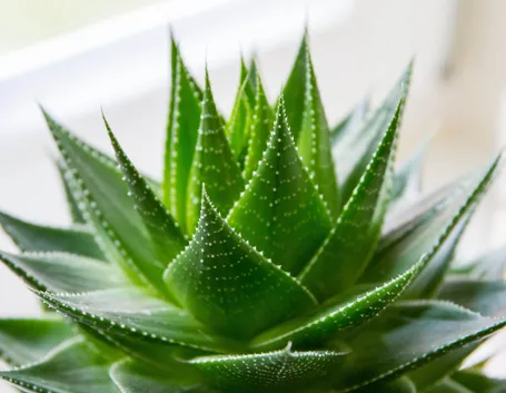 aloe per dimagrire