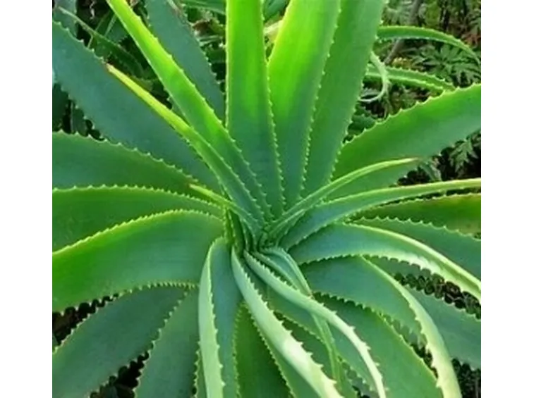 aloe per dimagrire 3 