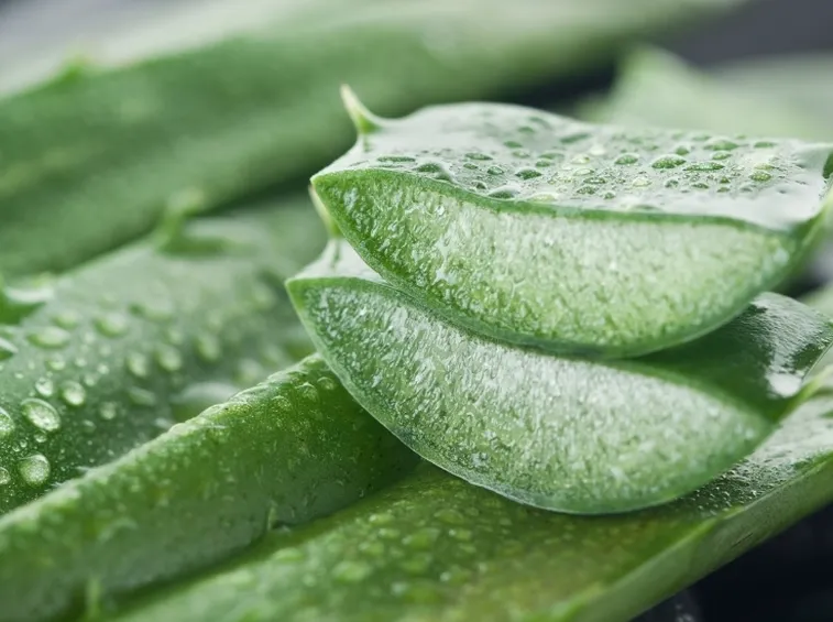 aloe vera