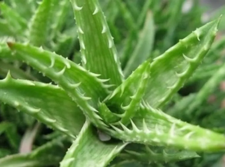 pianta di aloe 2
