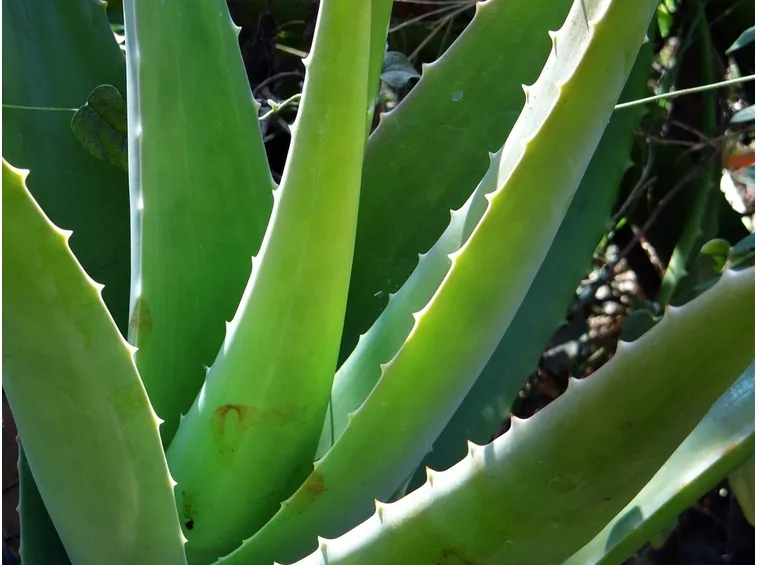 aloe psoriasi