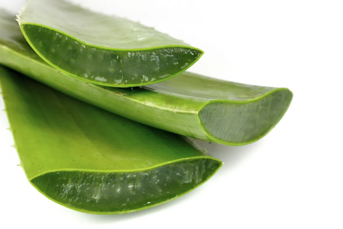 aloe psoriasi
