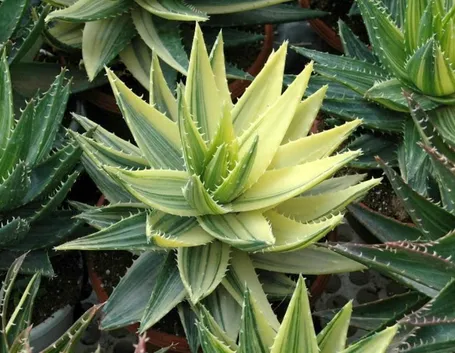 aloe variegata
