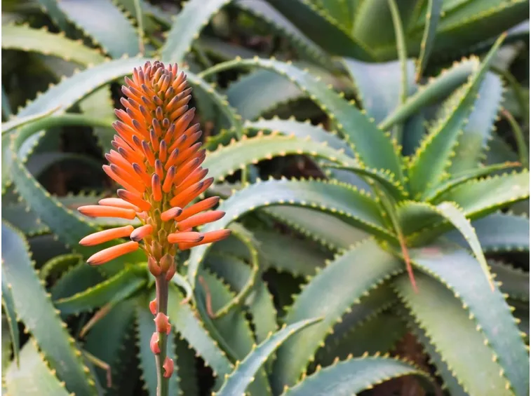 fiori aloe variegata