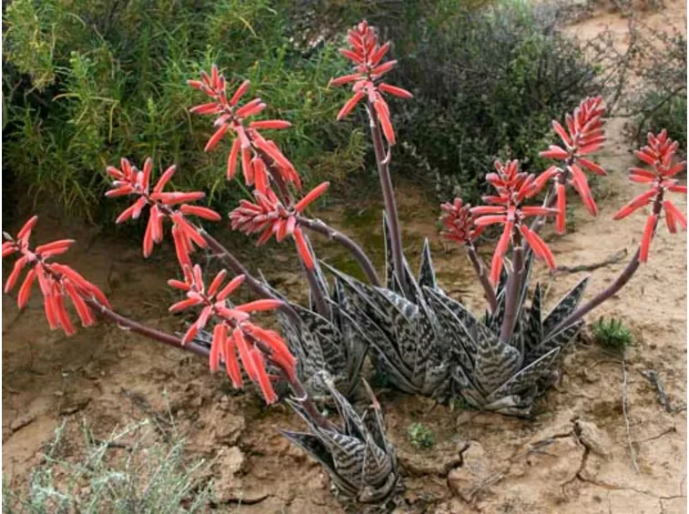 aloe variegata