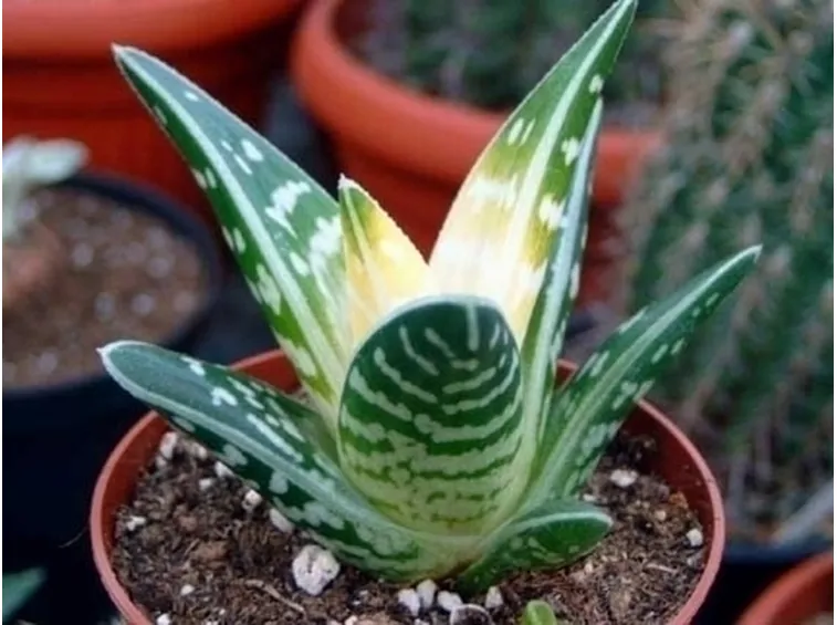 aloe variegata 4