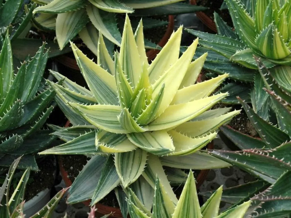 aloe variegata