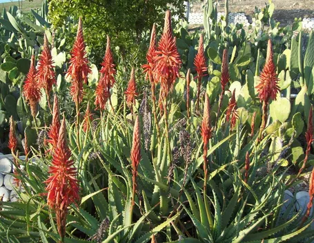Aloe vera in fiore