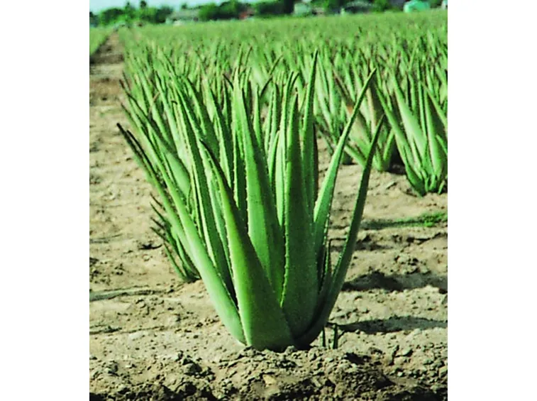 Coltivazione di aloe vera in terra