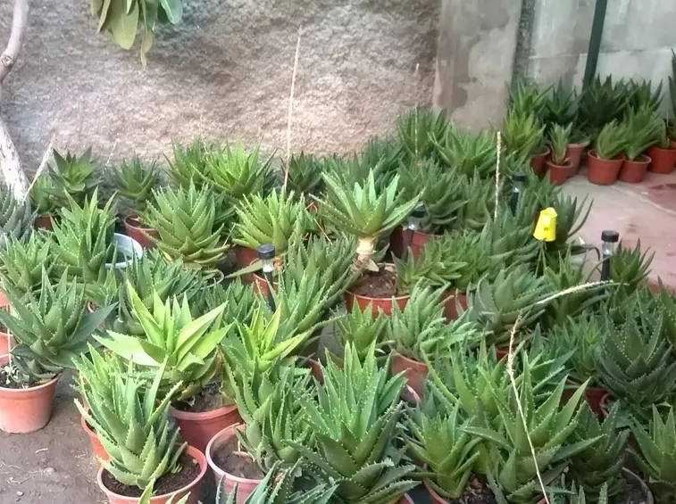 Aloe vera in vaso