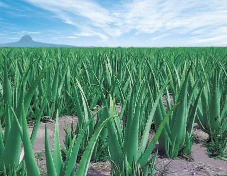 Coltivazione di aloe vera