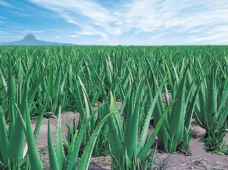 Coltivazione di aloe vera