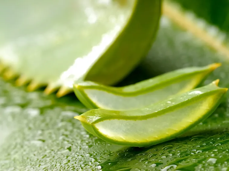 Sezione di foglia di aloe vera