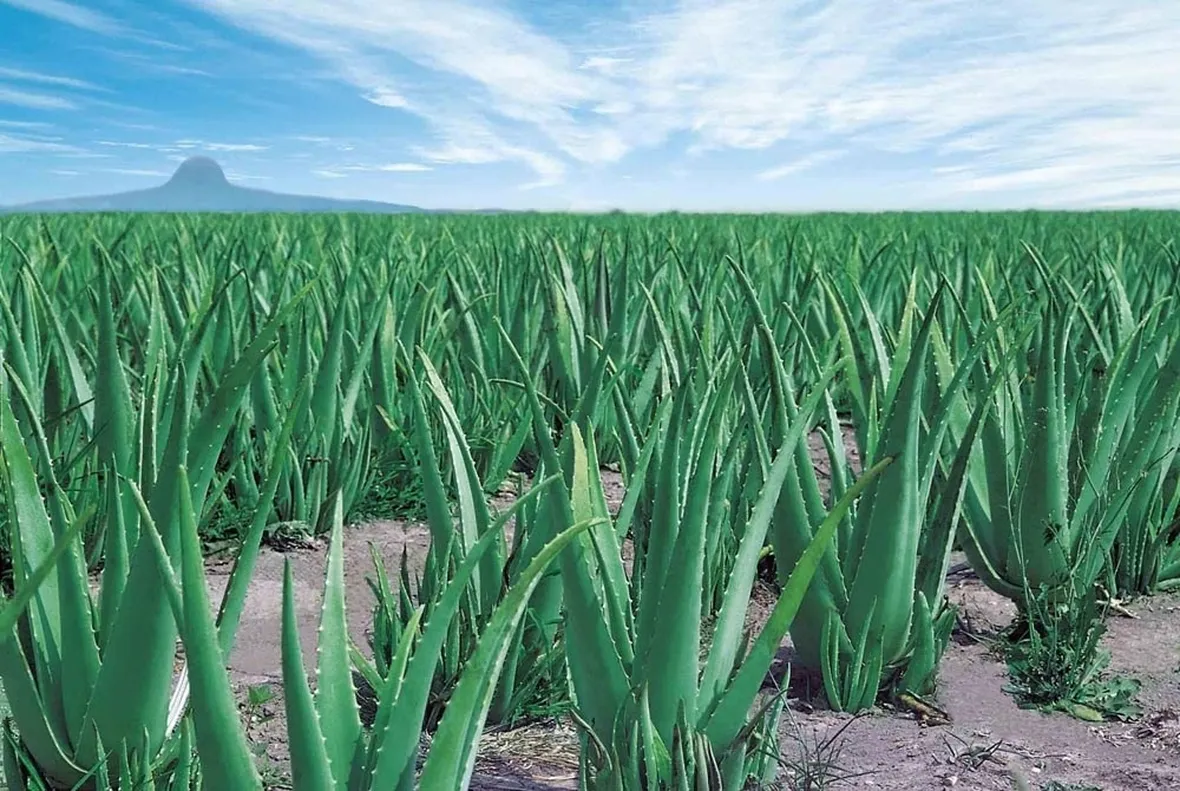Coltivazione di aloe vera