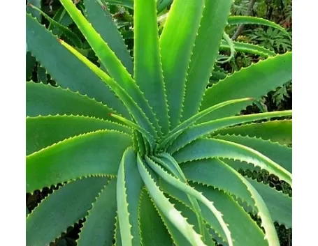pianta di aloe vera