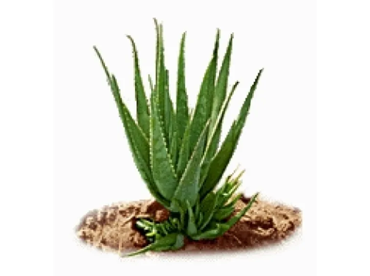pianta di aloe vera 2