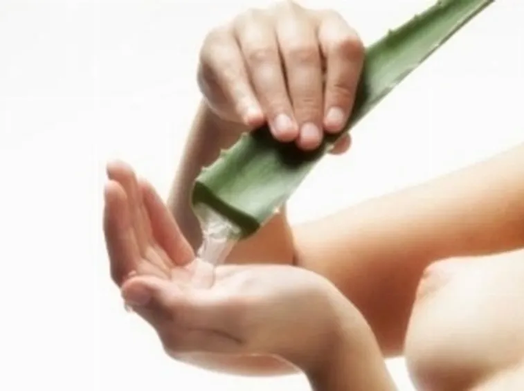 aloe vera