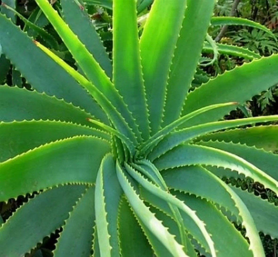 pianta di aloe vera
